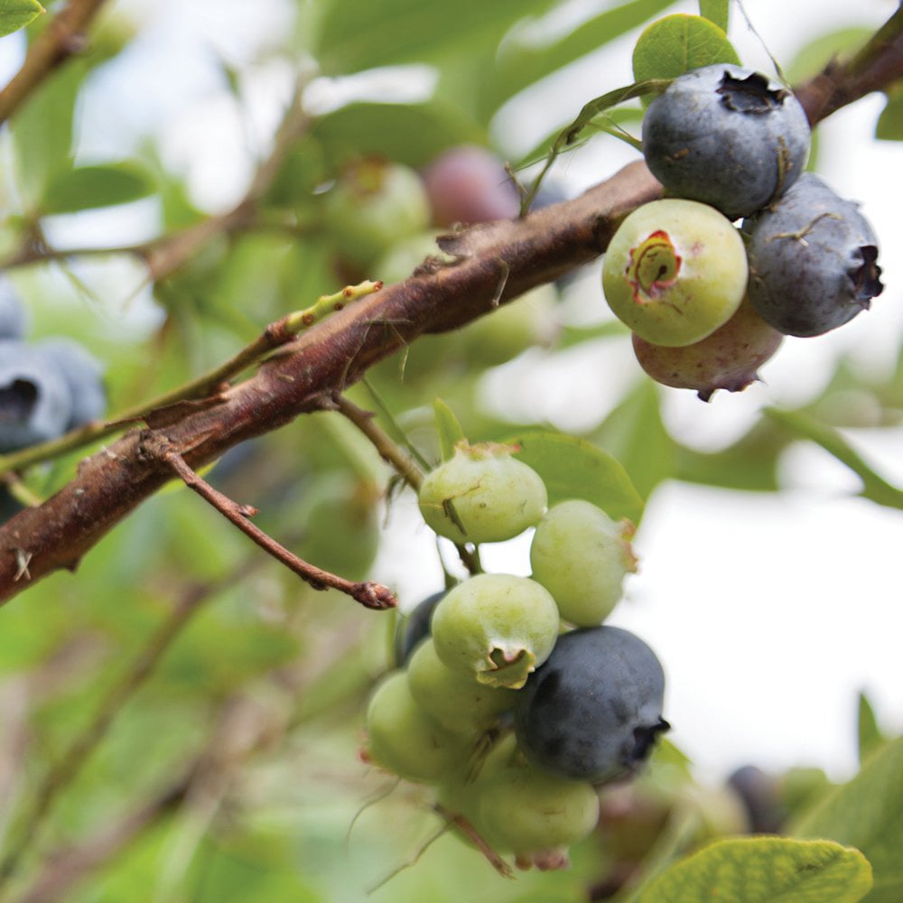 Thompson & Morgan Blueberry Vaccinium Earliblue Potted Plant 3L Image 4