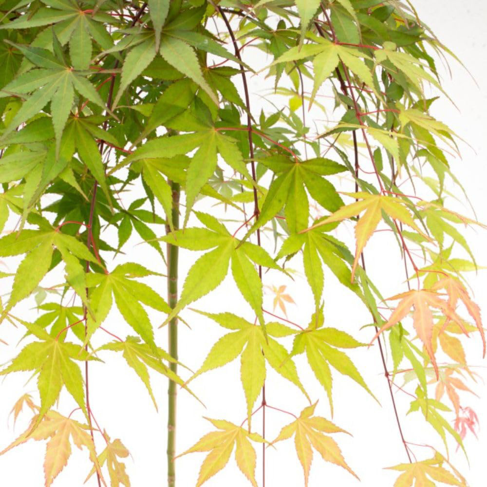 Thompson and Morgan Acer Palmatum Cascade Emerald Plant Pot 3L Image 5