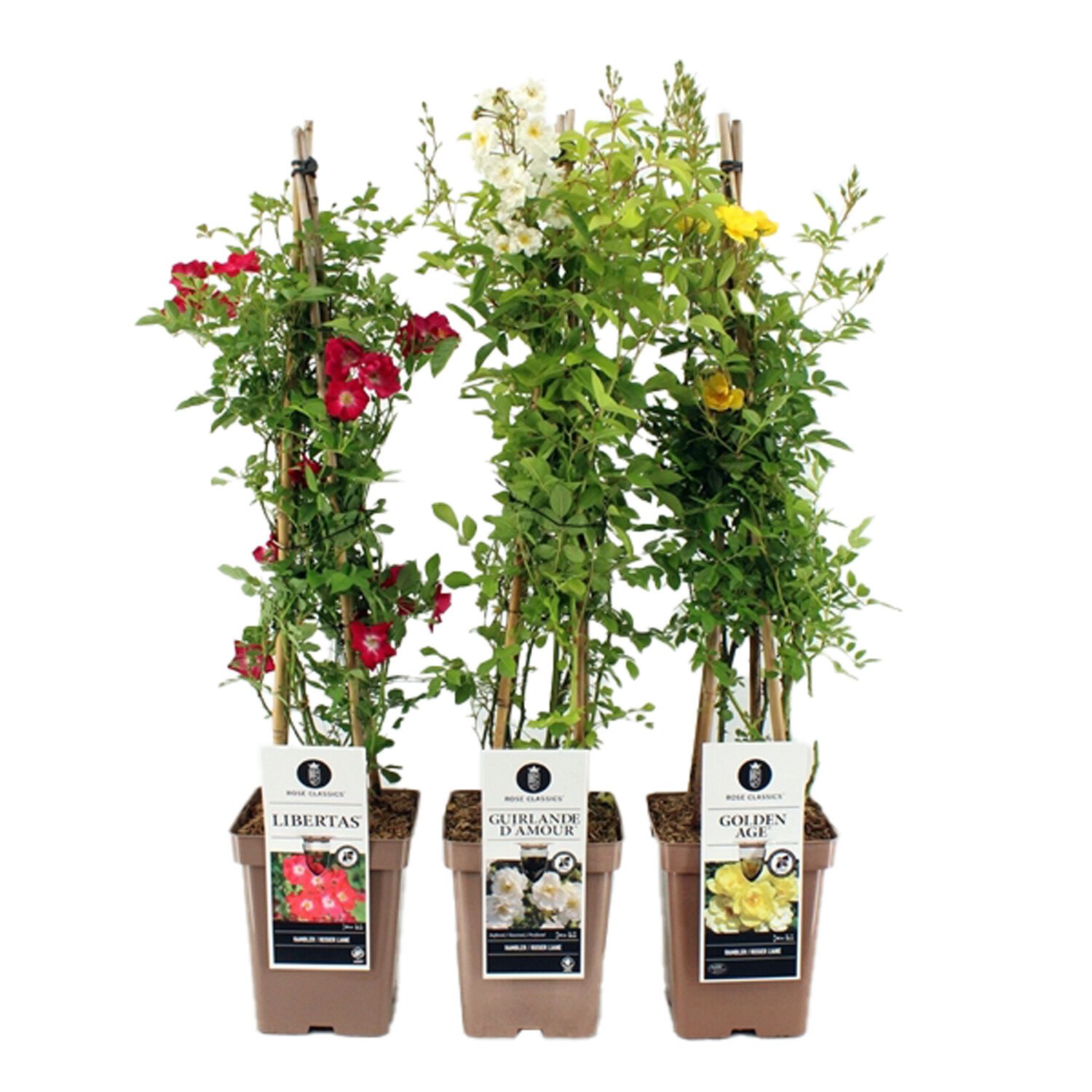 Rosa Rambler Climbing 5L - Multicolour Image