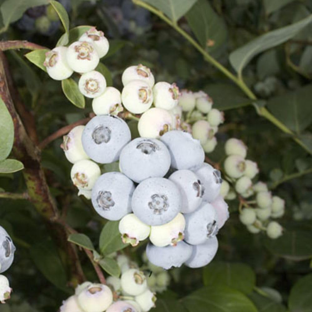 Thompson and Morgan Blueberry Vaccinium Elliott Plant Pot 2L 2 Pack Image 2