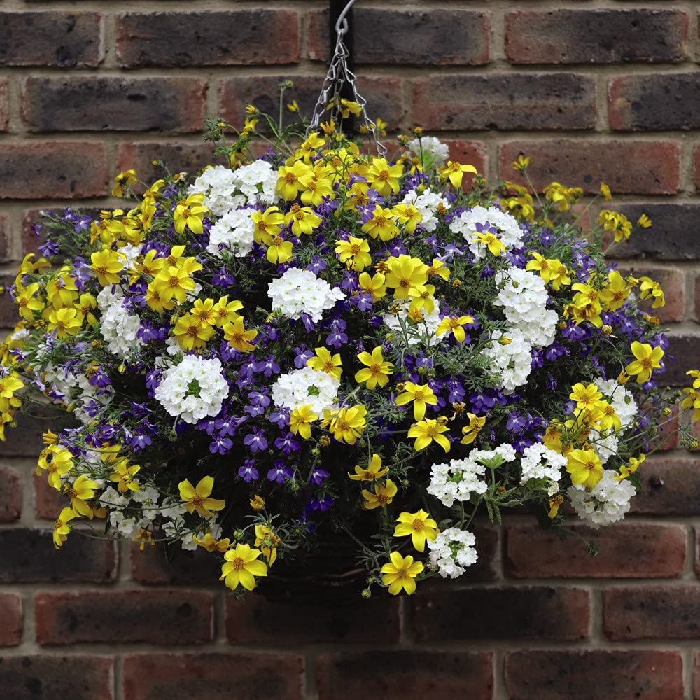Thompson and Morgan Sherbet Lemon Preplanted Hanging Basket 35cm 2 Pack Image 5