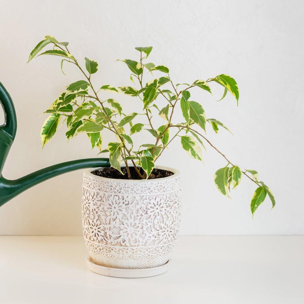 Thompson and Morgan Ficus Benjamina Variegated Weeping Fig Plant Pot 12cm 2 Pack Image 4