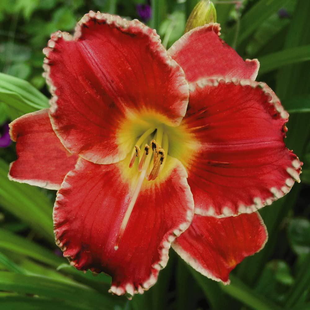 Thompson and Morgan Hemerocallis Collection Bare Root 10 Pack Image 3
