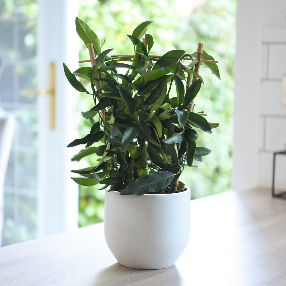 Thompson and Morgan Citrus Tree Limequat Plant Pot 3L 2 Pack Image 4