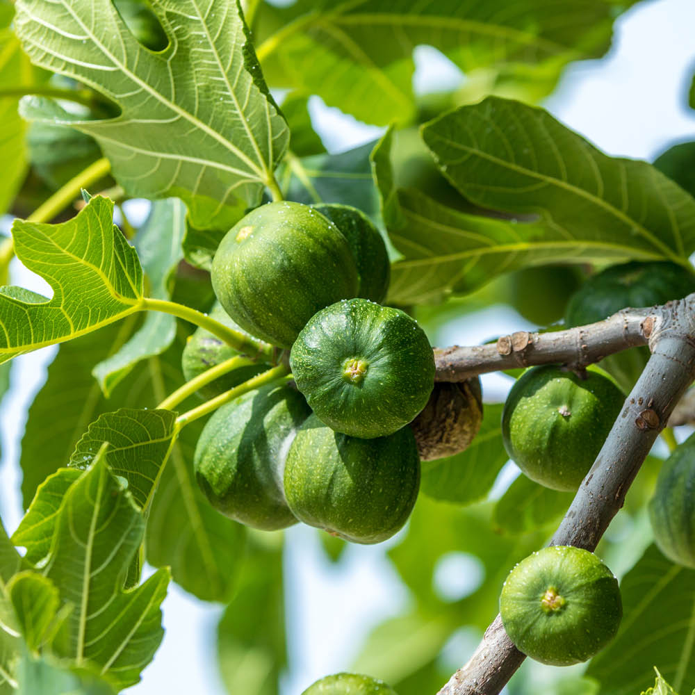 YouGarden Mini Standard Sicilian Fig Image 1