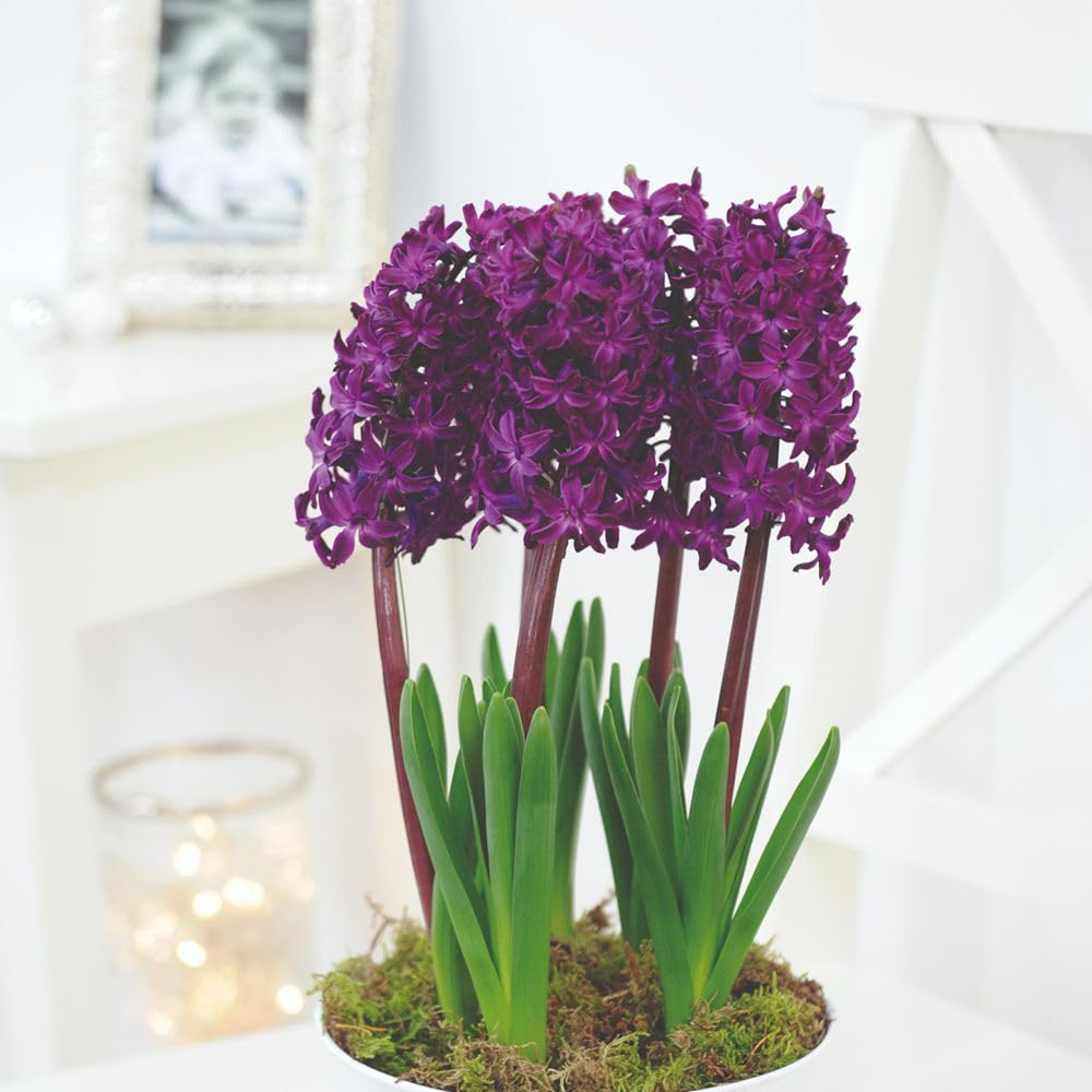 Thompson and Morgan Bulb Dark Collection Planting Bulbs 74 Pack Image 2
