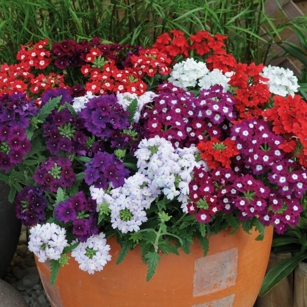 Thompson and Morgan Verbena Quartz Mixed Plant Plug 36 Pack Image 2