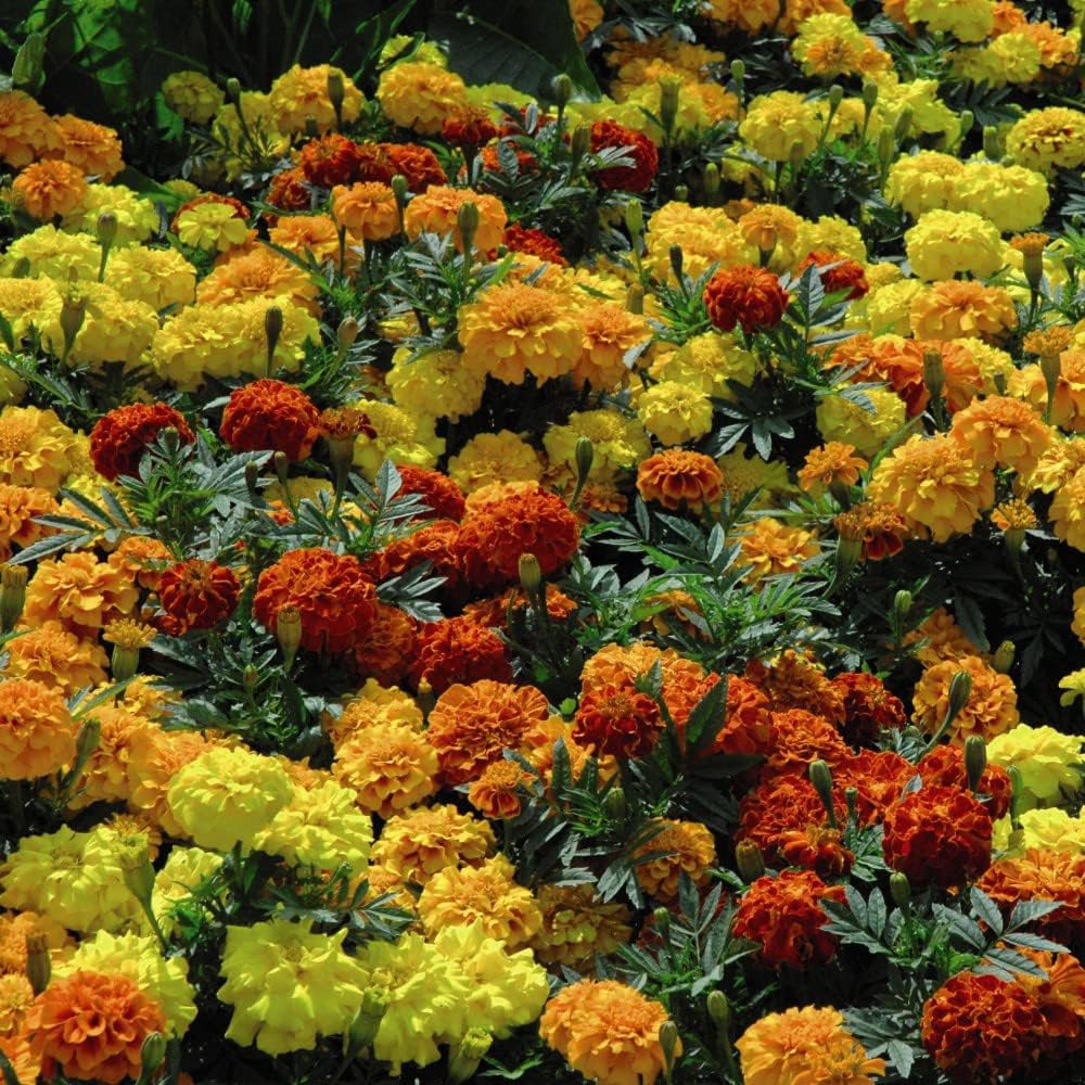 Thompson and Morgan Nurserymans Summer Favourites Garden Ready Plant 120 Pack Image 3