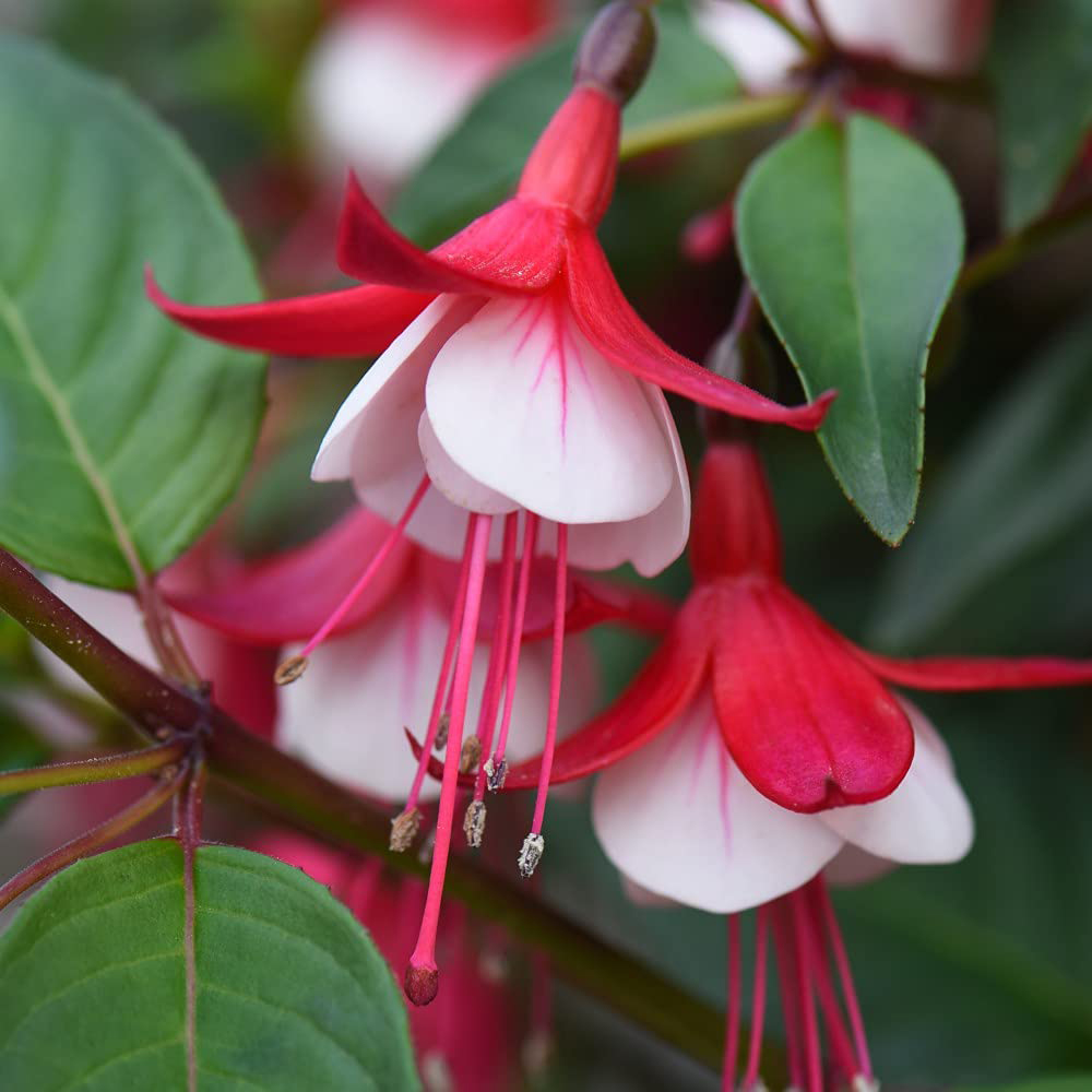 Thompson and Morgan Fuchsia Skyrocket Plant Pot 9cm Image 1