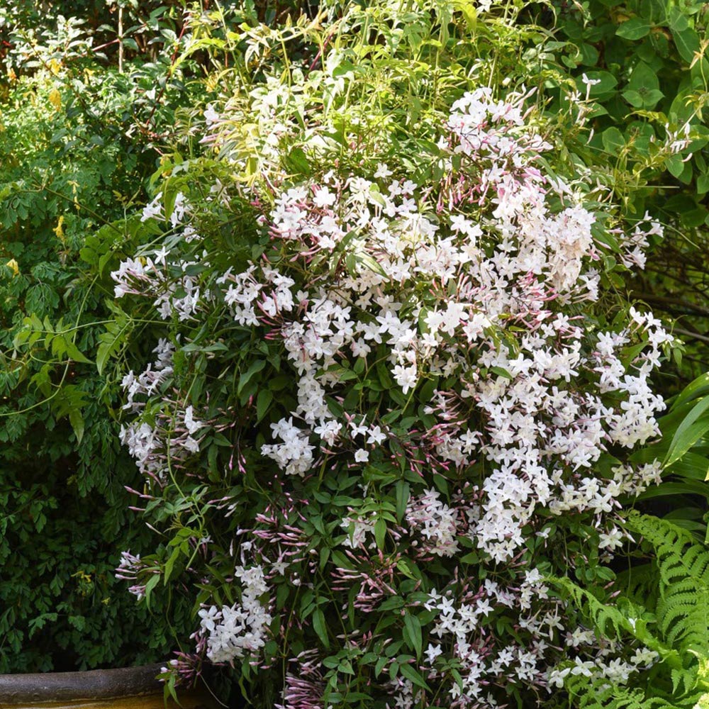 Thompson and Morgan Jasminum Polyanthum Starry Starry Night Plant Pot 9cm 2 Pack Image 6