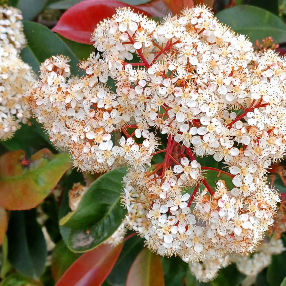 Thompson and Morgan Photinia Fraserii Red Robin Plant Pot 2L Image 3