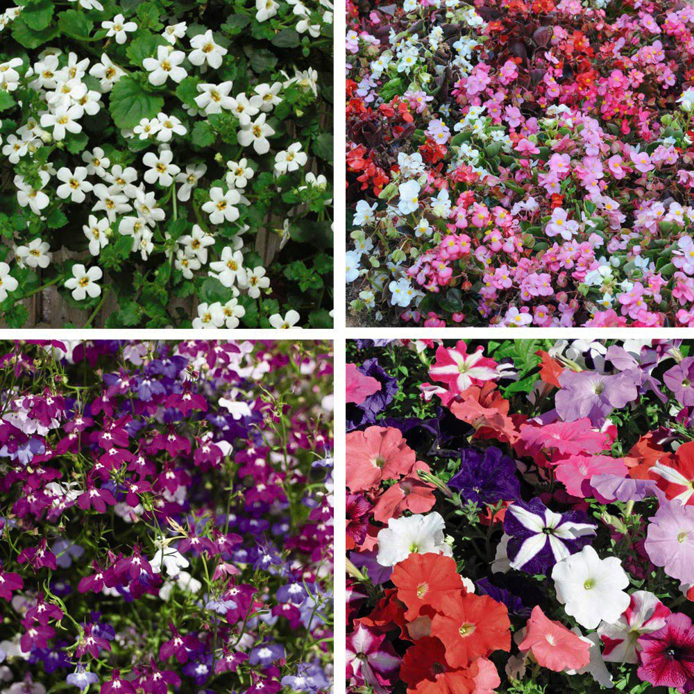 Thompson and Morgan Hanging Basket Plug Plant Collection 72 Pack Image 1