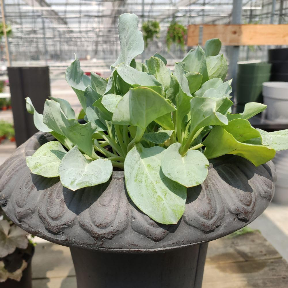 Thompson and Morgan Oyster Leaf Seed Packet Image 2