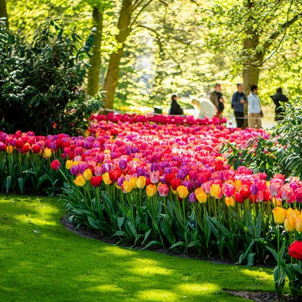 Thompson and Morgan Tulip Giant Collection Planting Bulb 20 Pack Image 6