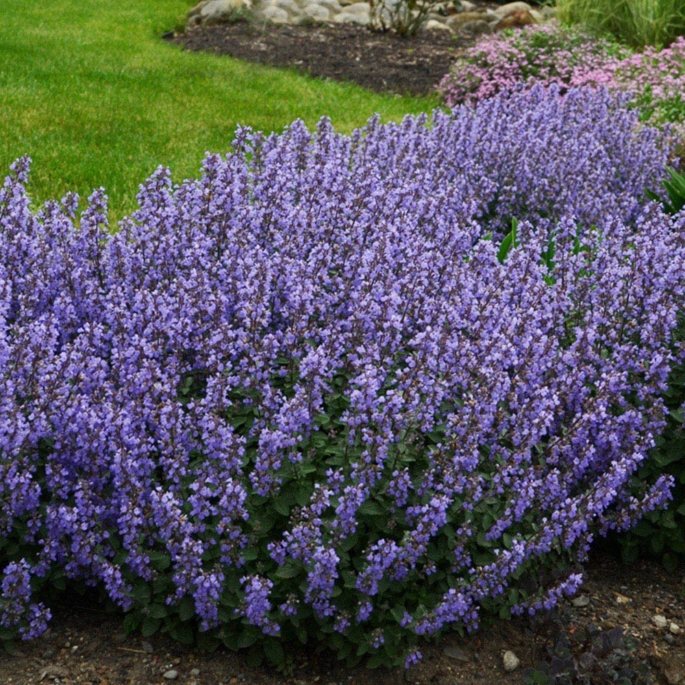 Thompson and Morgan Nepeta Pack Faassenii Purrsian Blue Plant Pot 3L Image 3