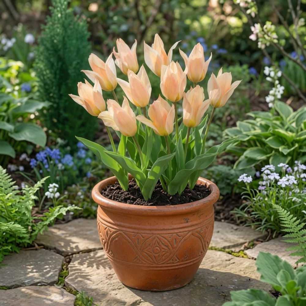 Thompson and Morgan Tulip Fur Elise Planting Bulb 16 Pack Image 3