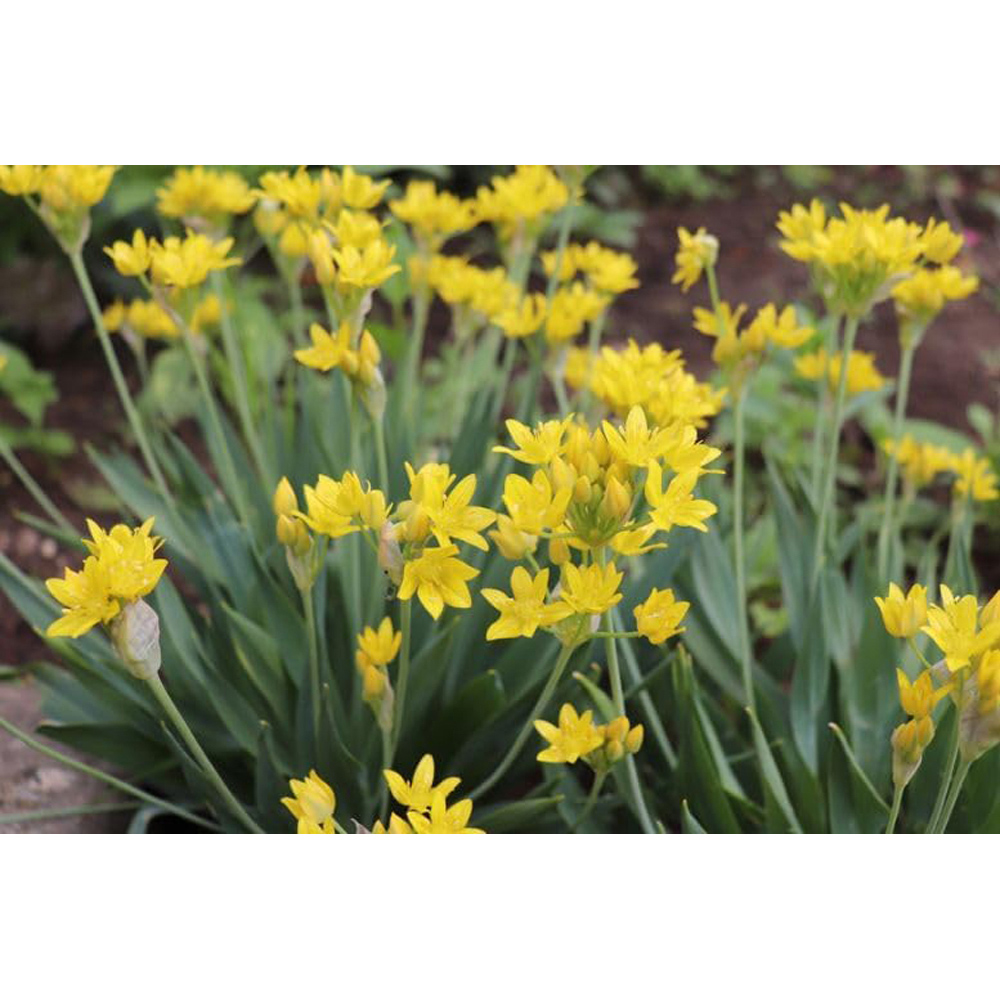 Thompson & Morgan Summer Flowering Planting Bulb 100 Pack Image 4