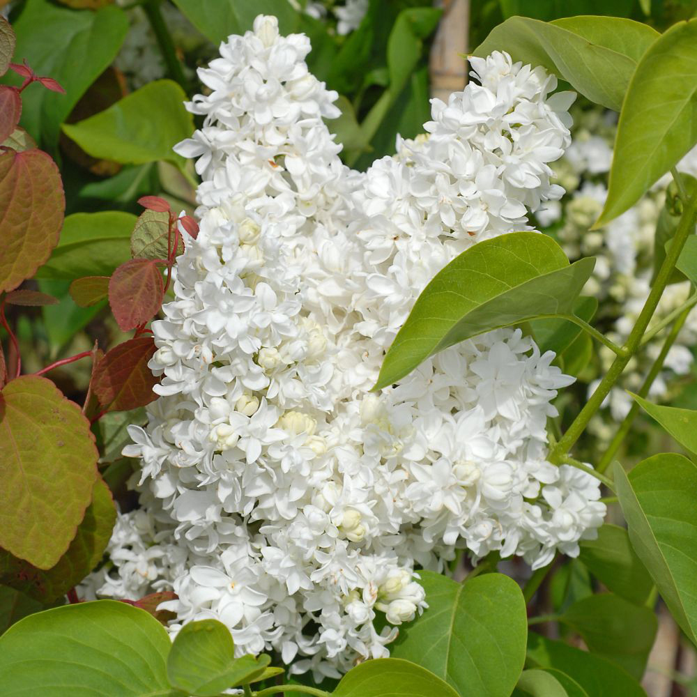 Thompson and Morgan Syringa Vulgaris Mme Lemoine Potted Plant 9cm 2 Pack Image 4