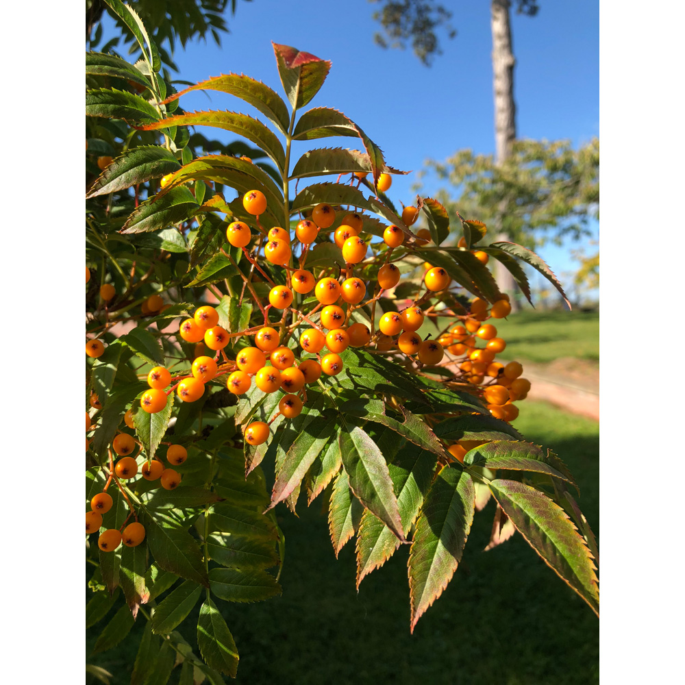 Frank P Matthews Trees Sorbus Autumn Spire Flanrock Tree in Pot 12L Image 2