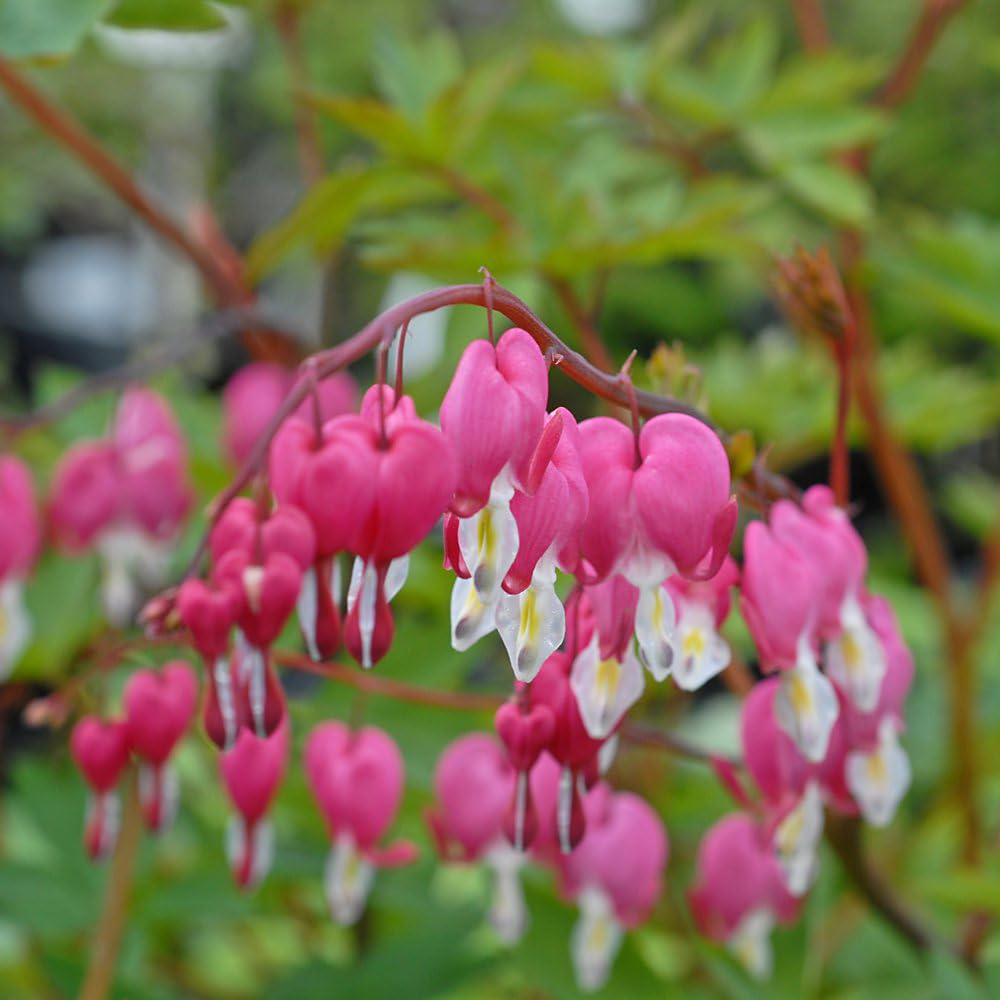 Thompson and Morgan Dicentra Spectabilis Bleeding Heart Pink Plant Pot 9cm Image 2