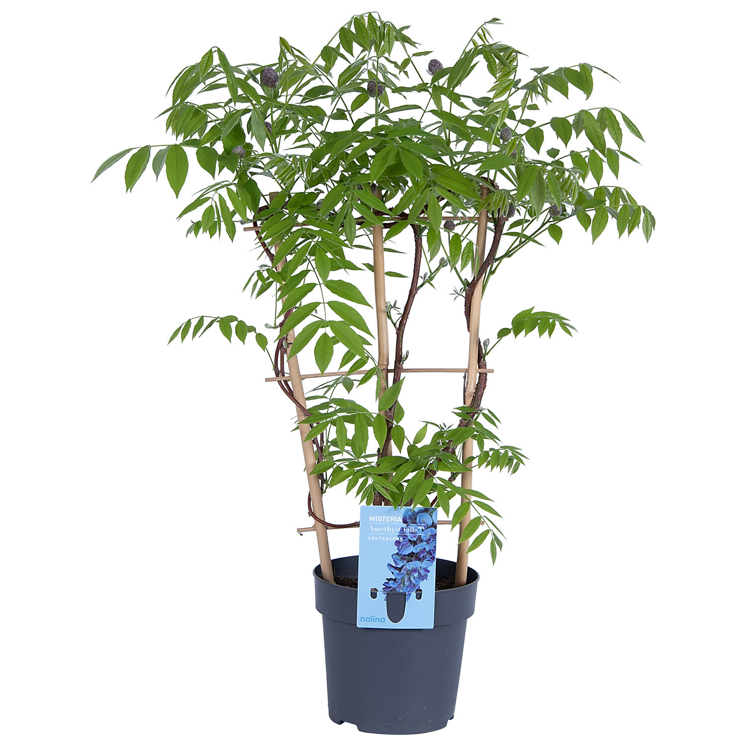 Wisteria Amethyst Falls Image