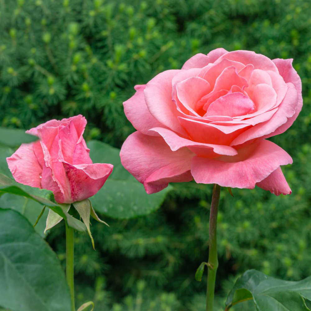 Thompson and Morgan Rose Queen Elizabeth 2 Bare Roots Image 2