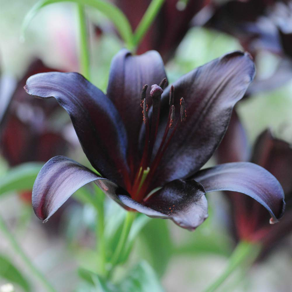 Thompson & Morgan Lily Black Jewel Planting Bulb 5 Pack Image 4