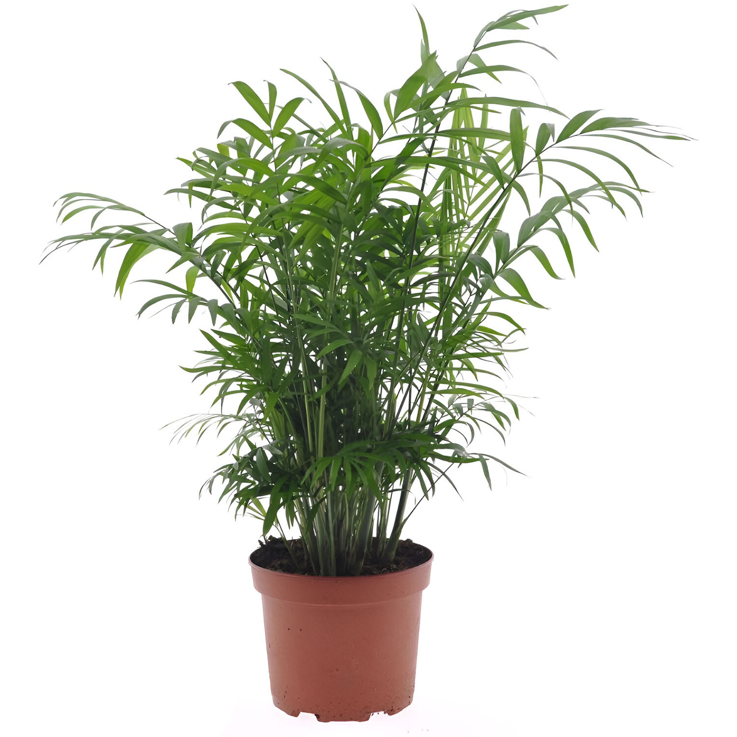 Chamaedorea Elegans 17cm Image