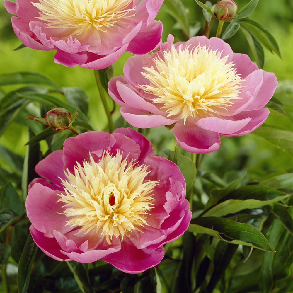 YouGarden Peony Bowl of Beauty Bare Root 3 Pack Image 2