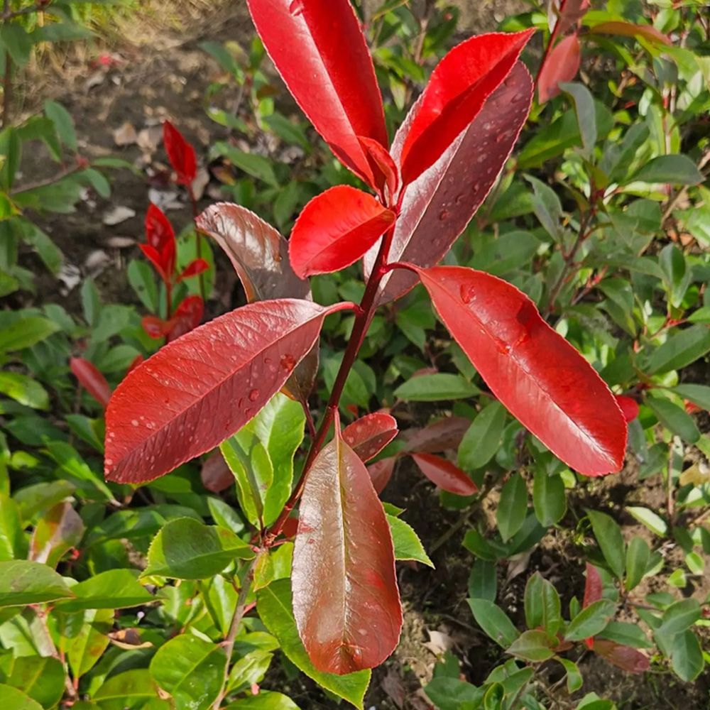 Inspirational Gifting Photinia Evergreen Bare Root Hedge Plant 30-60cm 5 Pack Image 2