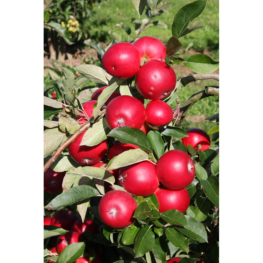 Frank P Matthews Trees Apple Malus Scrumptious MM106 Maiden Tree Image 2