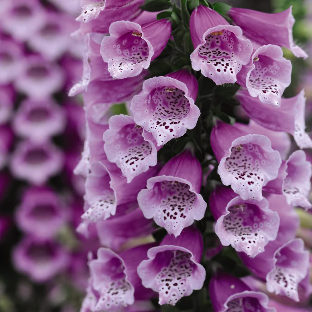 Thompson and Morgan Foxglove Digitalis Dalmatian Mixed Plugs 12 Pack Image 5