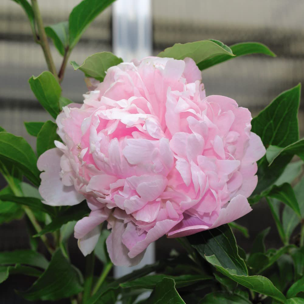 Thompson and Morgan Paeonia Double Collection Fragrant Hardy Perennial Plant Pot 9cm 3 Pack Image 4