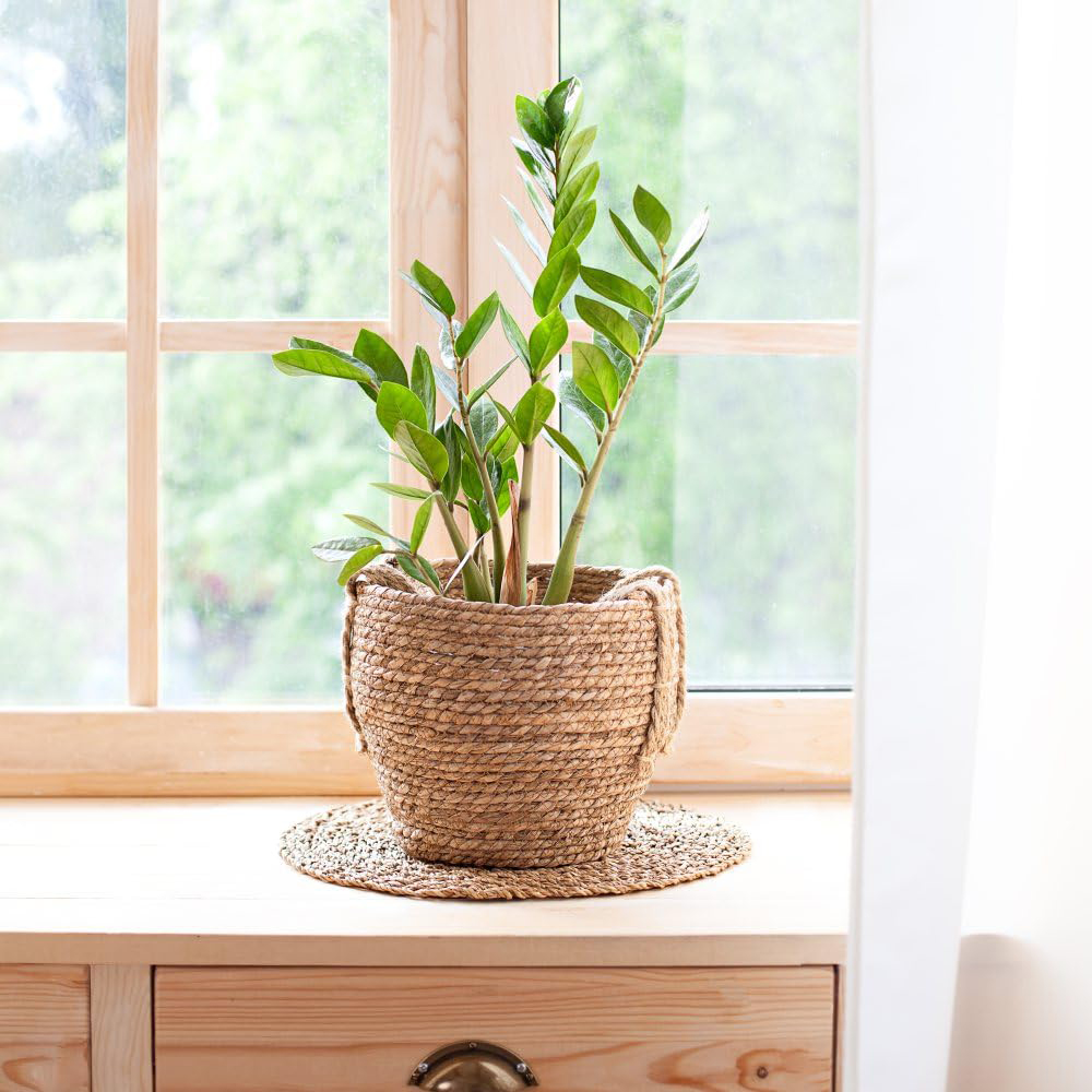 Thompson and Morgan Zamioculcas Zamiifolia Plant in Pot 14cm 2 Pack Image 3