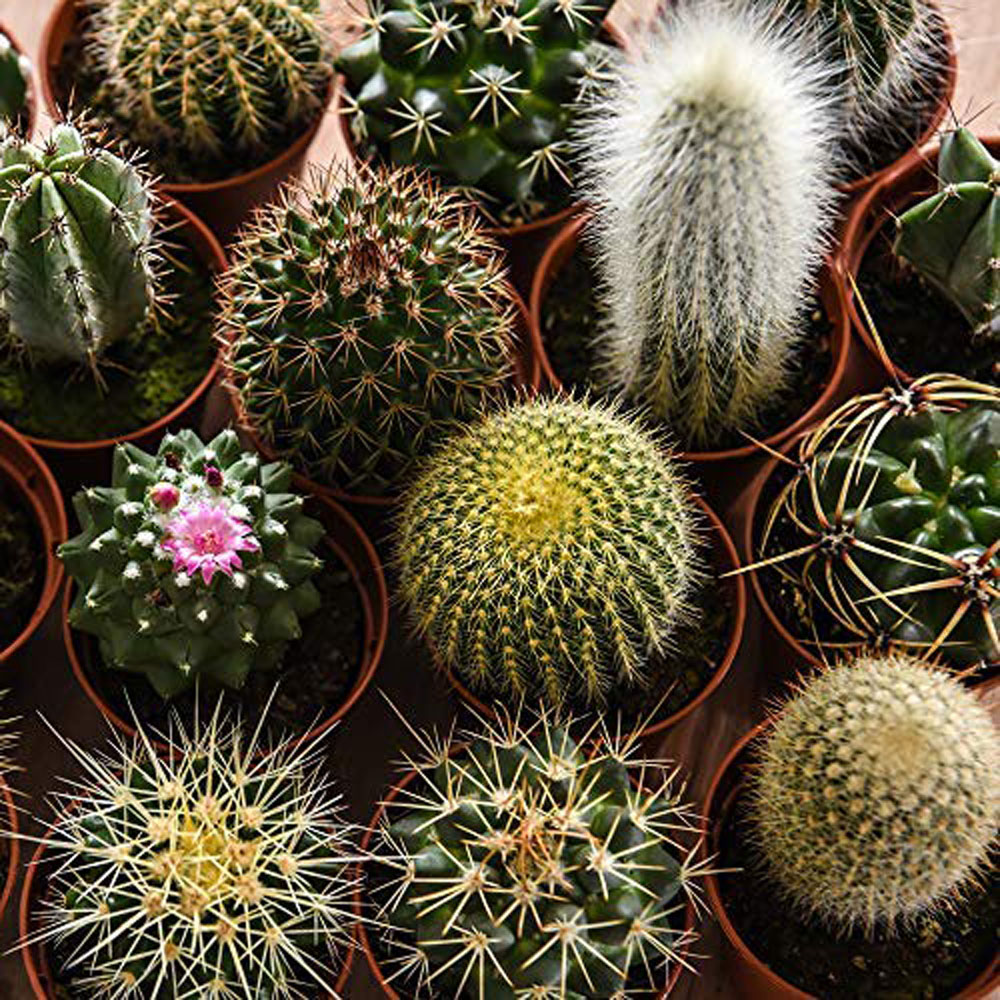 Thompson and Morgan Cactus Mixed Plant Pot 5.5cm 10 Pack Image 6