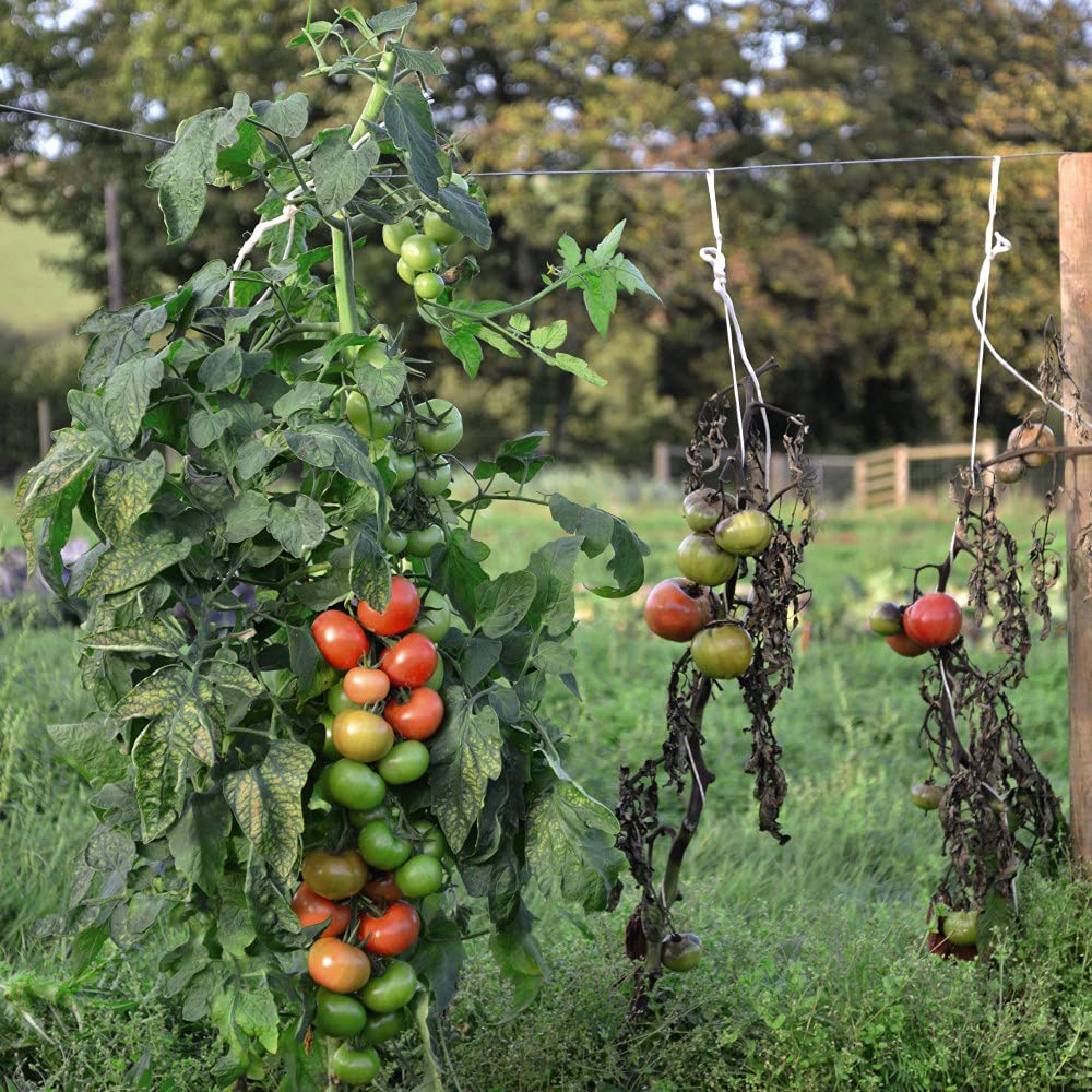 Thompson and Morgan Tomato Grafted Crimson Crush Plant Pot 9cm 2 Pack Image 3