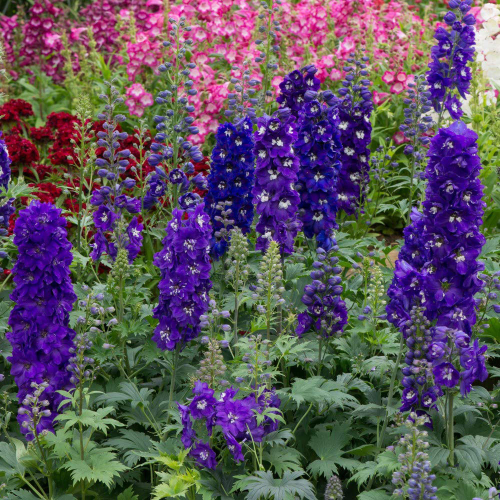 Thompson and Morgan Delphinium Dark Blue and White Bee Plant Plug 24 Pack Image 2