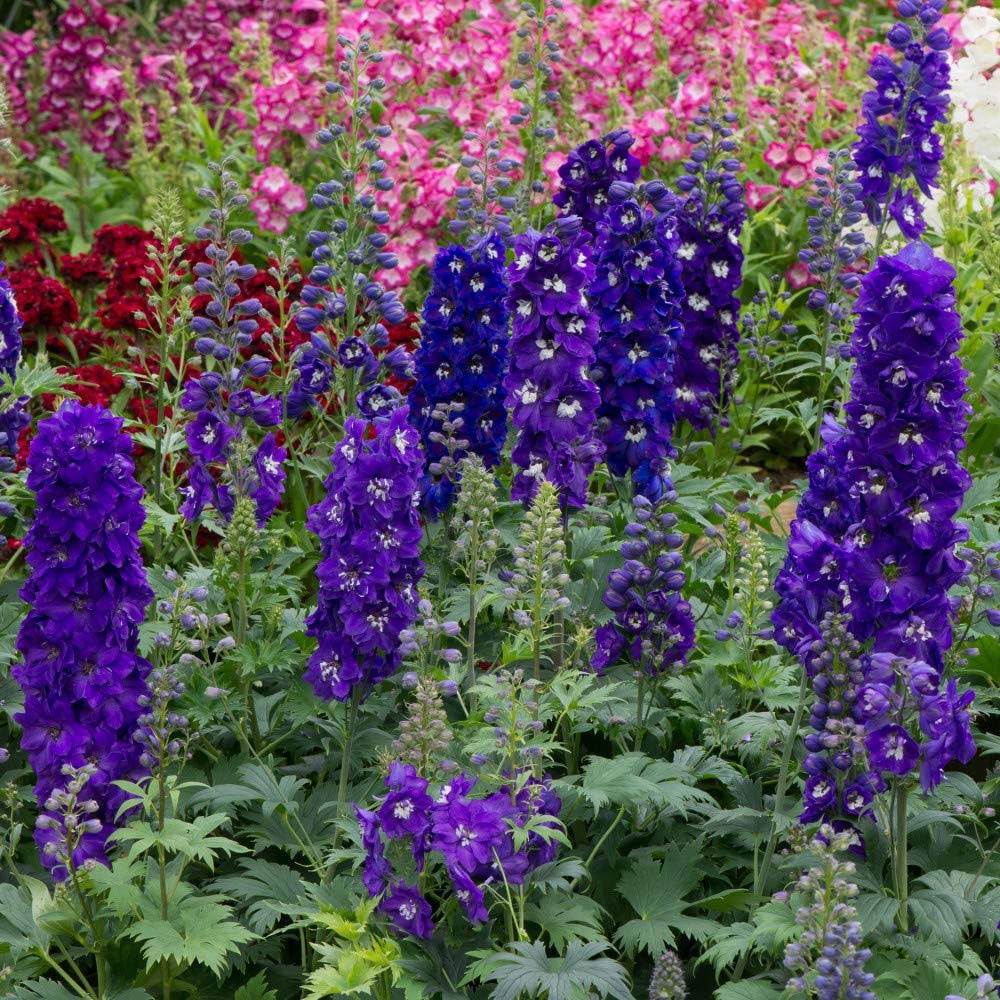 Thompson and Morgan Delphinium Dark Blue and White Bee Plant Plug 72 Pack Image 2