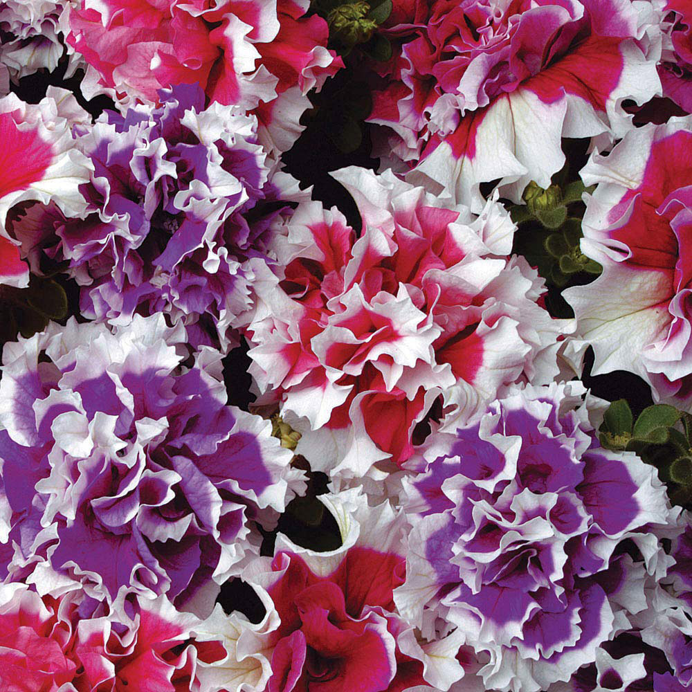 Thompson and Morgan Petunia Double Orchid Flowered Garden Ready Plant 30 Pack Image 3