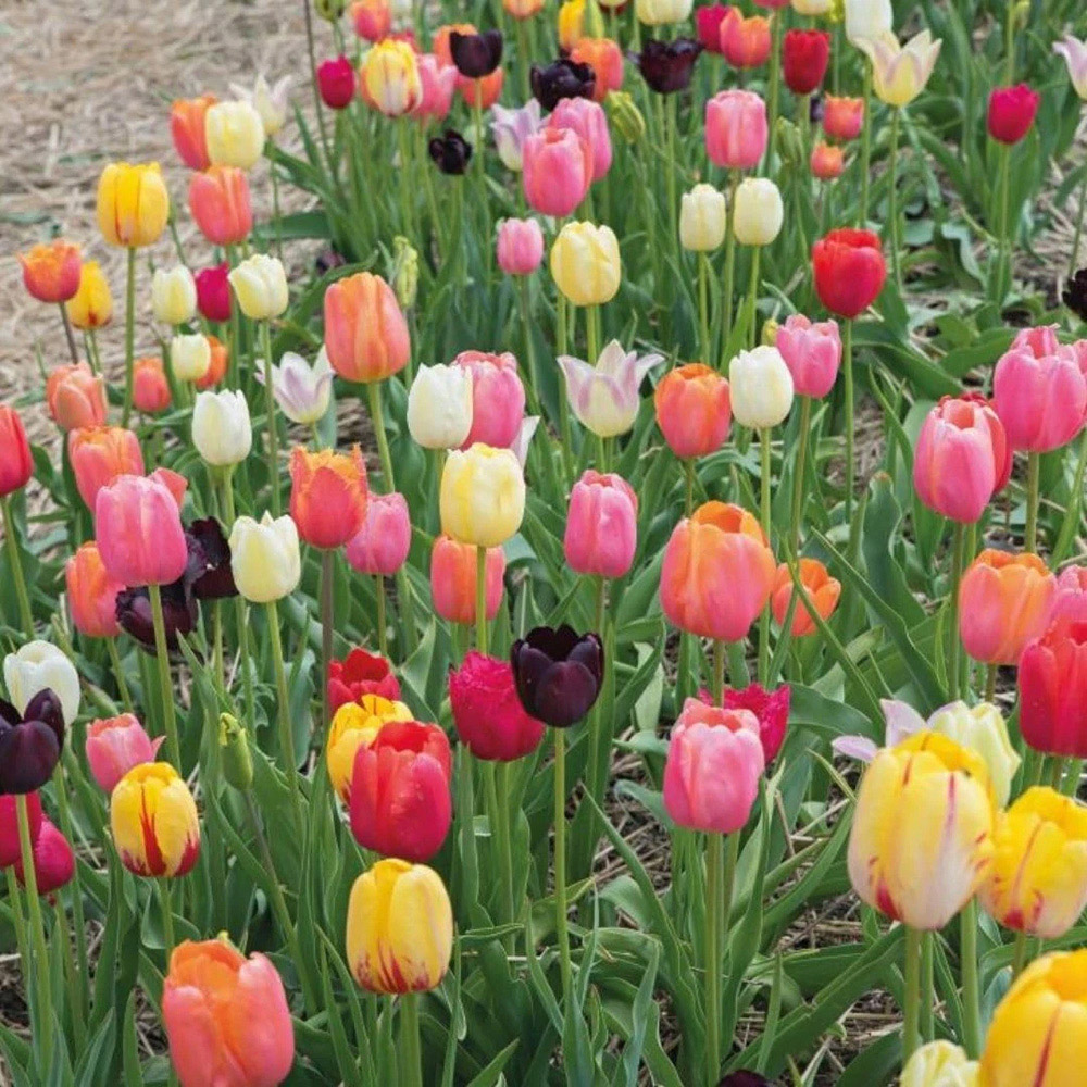 Thompson and Morgan Tulip Triumph Mixed Planting Bulb 80 Pack Image 2