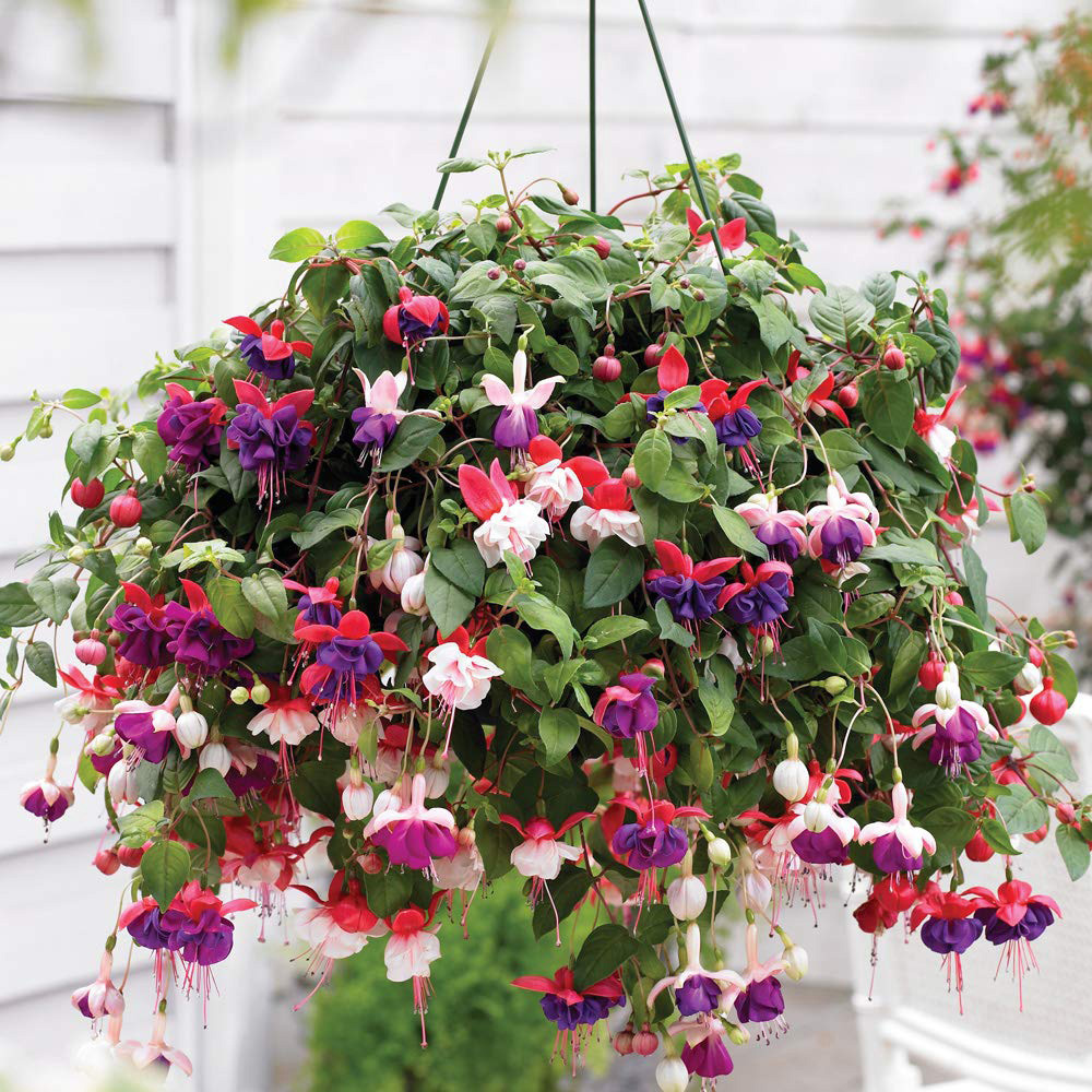 Thompson and Morgan Fuchsia Trailing Preplanted Hanging Basket 20cm 2 Pack Image 1