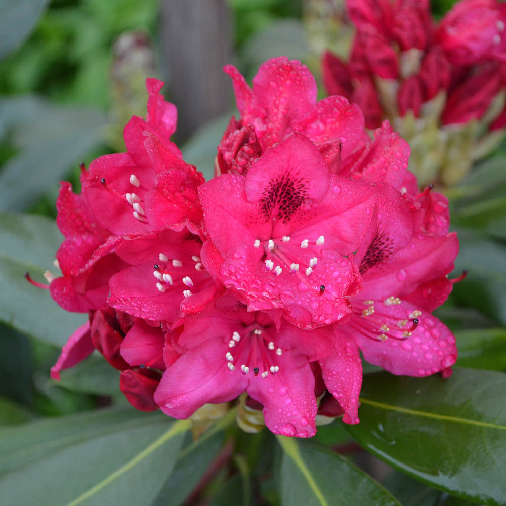 YouGarden Red Rhododendron Hybrid Plant Pot 15cm | Homebase