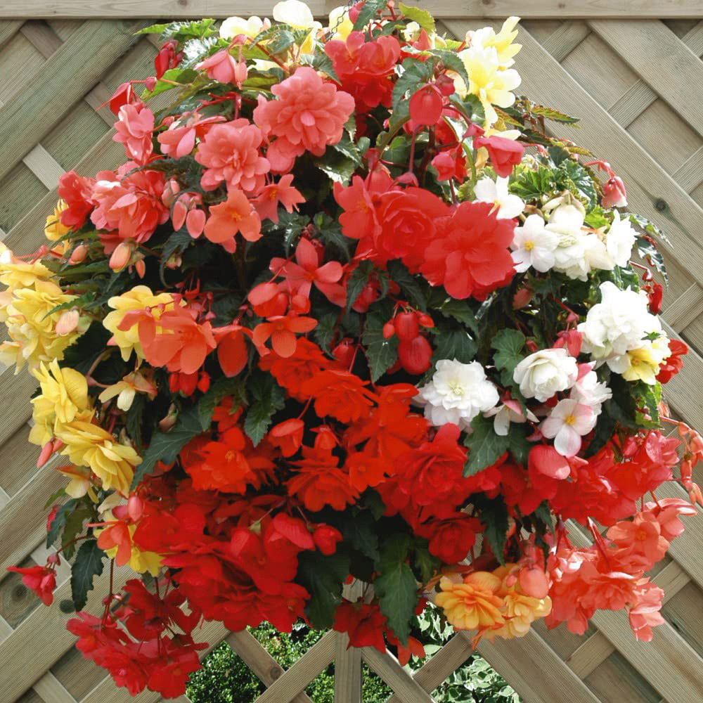 Thompson and Morgan Begonia Illumination Mix Preplanted Hanging Basket 25cm Image 4