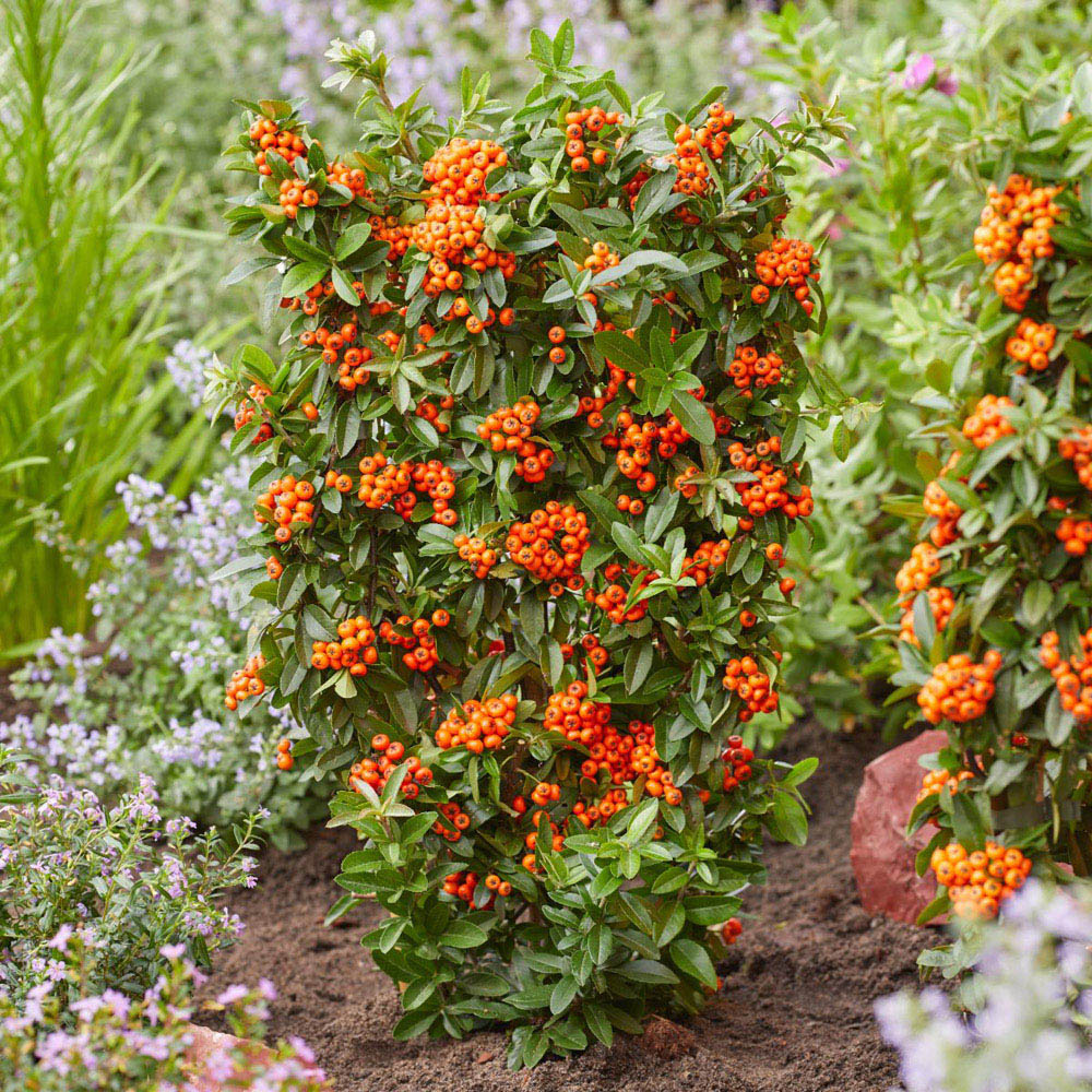 Thompson and Morgan Pyracantha Orange Glow Plant Pot 3L Image 2