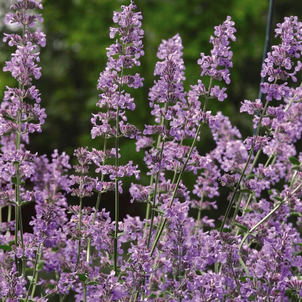 Thompson and Morgan Nurserymans Choice Perennial Cottage Garden Plant Pot 9cm 18 Pack Image 5