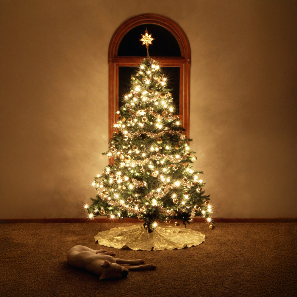 Best Artificial 400 Warm White Multi Function Mains Powered Black String Light Image 3