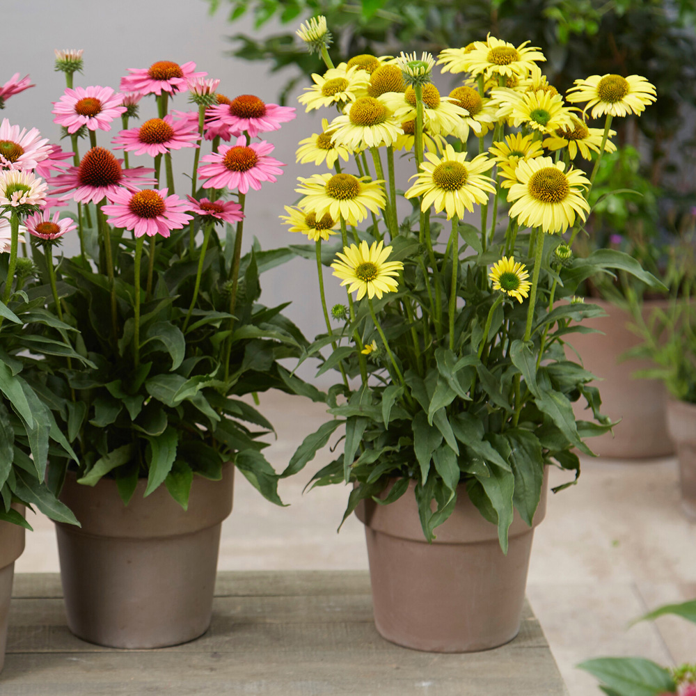 Echinacea Sunseeker Plant Image 3