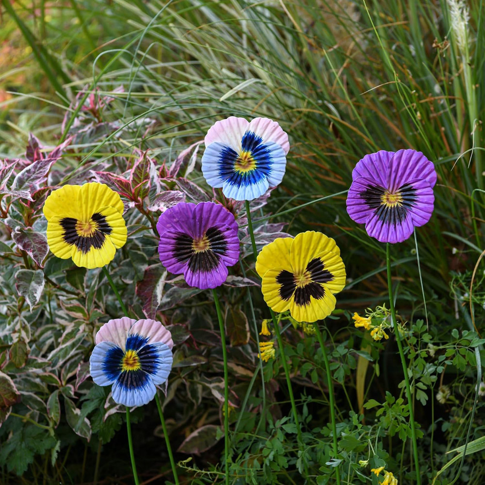 Garden Gear Mixed Metal Pansy Stake 60cm 12 Pack Image 2