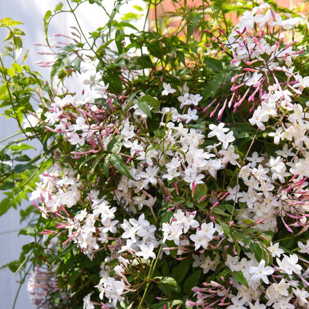 Thompson and Morgan Jasminum Polyanthum Starry Starry Night Plant Pot 9cm 2 Pack Image 5