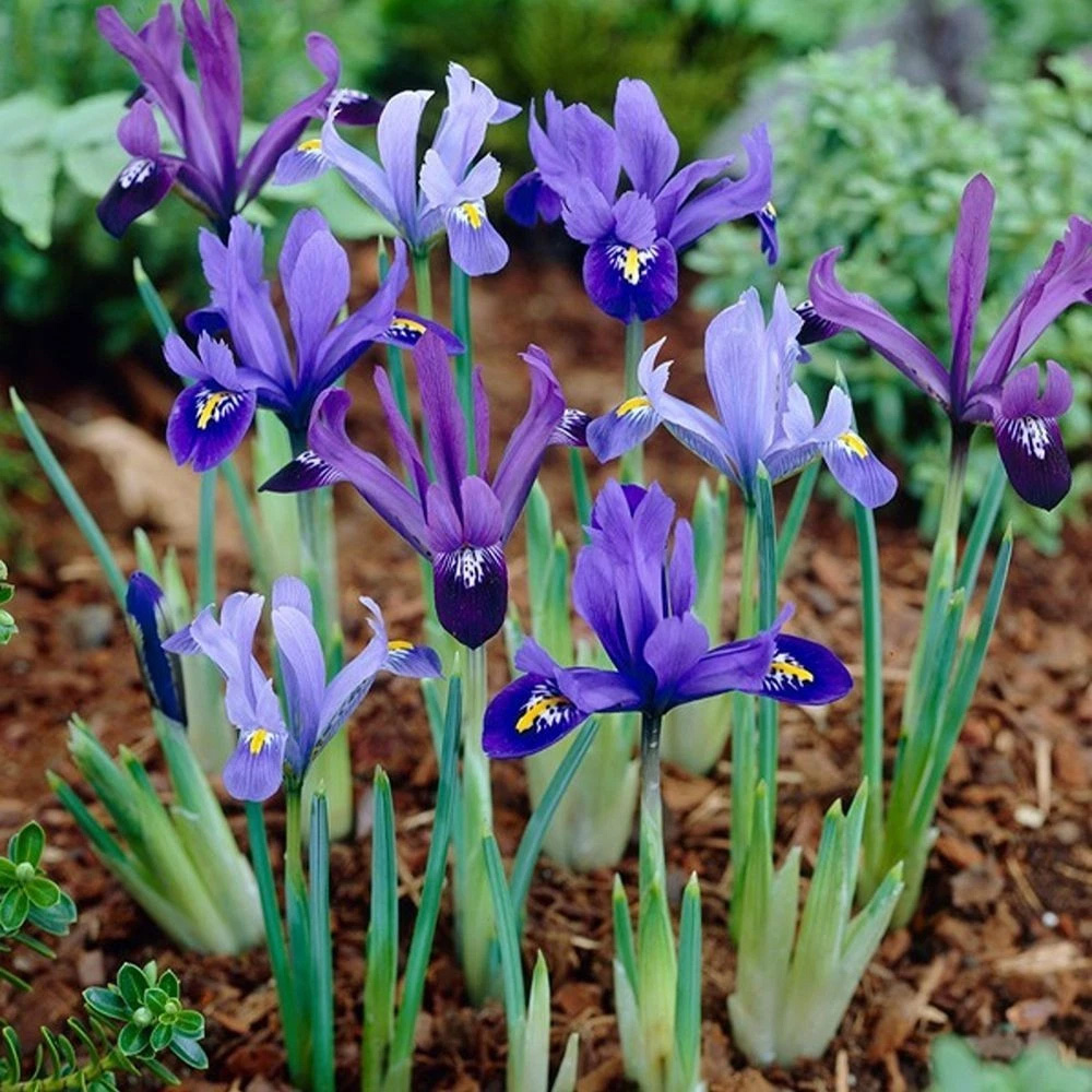Thompson and Morgan Iris Reticulata Autumn Planting Bulb 40 Pack Image 4